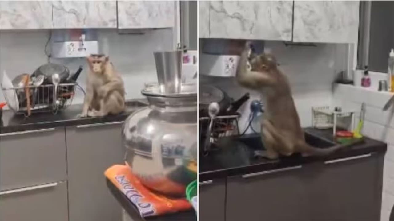 ಕೋತಿಗಳನ್ನು ಕಾಡಿದ ಬೇಸಿಗೆಯ ನೀರಿನ ದಾಹ : ಕಿಟಕಿಯಿಂದ ಮನೆಗೆ ನುಗ್ಗಿ ನೀರು ಕುಡಿದ ಮಂಗ ಕೋತಿಗಳನ್ನು ಕಾಡಿದ ಬೇಸಿಗೆಯ ನೀರಿನ ದಾಹ : ಕಿಟಕಿಯಿಂದ ಮನೆಗೆ ನುಗ್ಗಿ ನೀರು ಕುಡಿದ ಮಂಗ