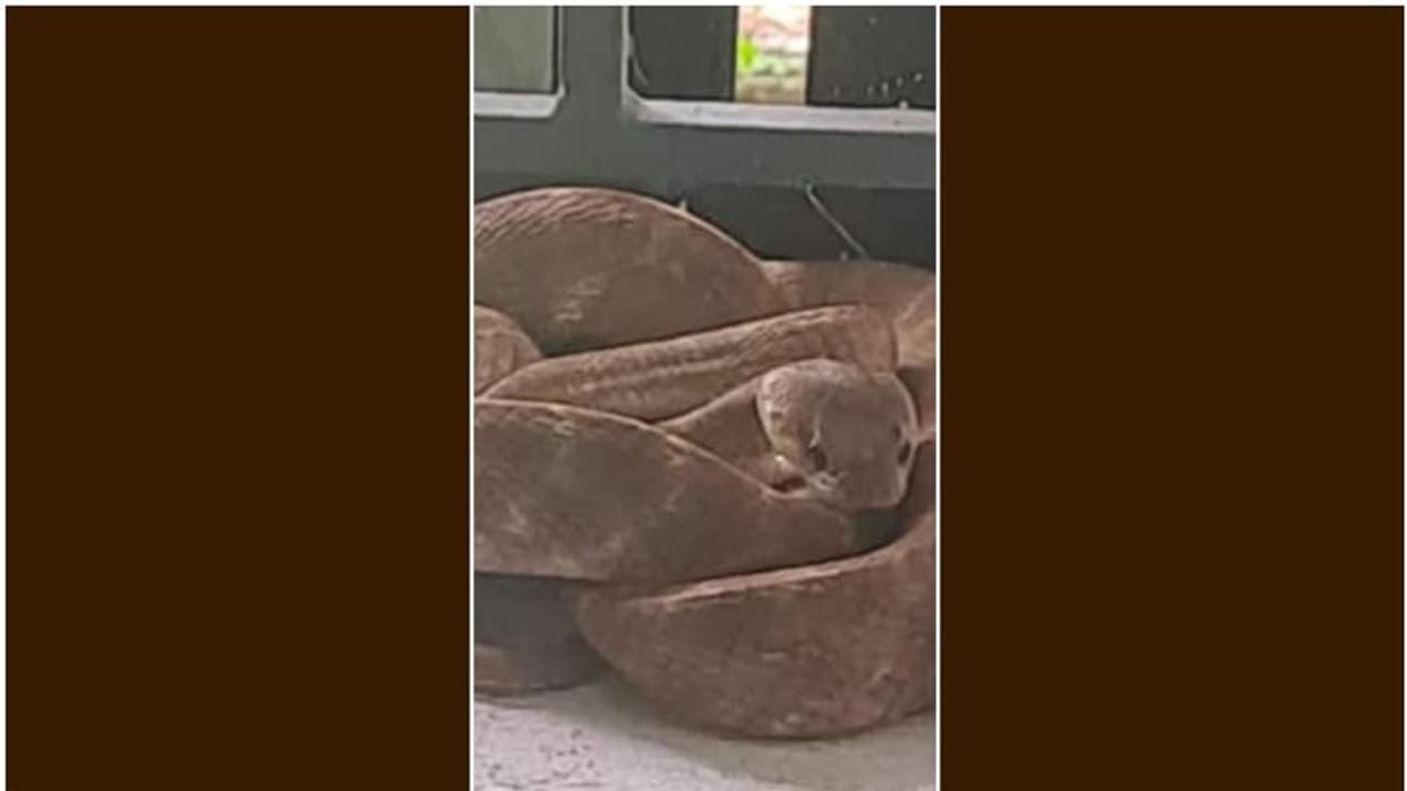 പോളിങ്ബൂത്തിൽ ആറടി നീളമുള്ള അപ്രതീക്ഷിത അതിഥി; പേടിച്ച് ഉദ്യോഗസ്ഥരും വോട്ടർമാരും, വനംവകുപ്പുകാരെത്തി പിടികൂടി പോളിങ്ബൂത്തിൽ ആറടി നീളമുള്ള അപ്രതീക്ഷിത അതിഥി; പേടിച്ച് ഉദ്യോഗസ്ഥരും വോട്ടർമാരും, വനംവകുപ്പുകാരെത്തി പിടികൂടി