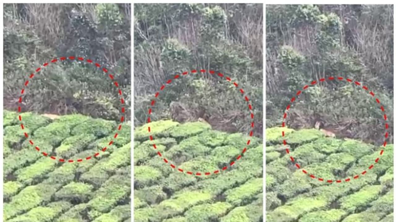 മൂന്നാർ കന്നിമലയിൽ തേയില തോട്ടങ്ങൾക്കടുത്ത് കൂട്ടത്തോടെ കടുവകൾ; പശുക്കളെ കൊല്ലുന്നെന്ന് നാട്ടുകാർ മൂന്നാർ കന്നിമലയിൽ തേയില തോട്ടങ്ങൾക്കടുത്ത് കൂട്ടത്തോടെ കടുവകൾ; പശുക്കളെ കൊല്ലുന്നെന്ന് നാട്ടുകാർ