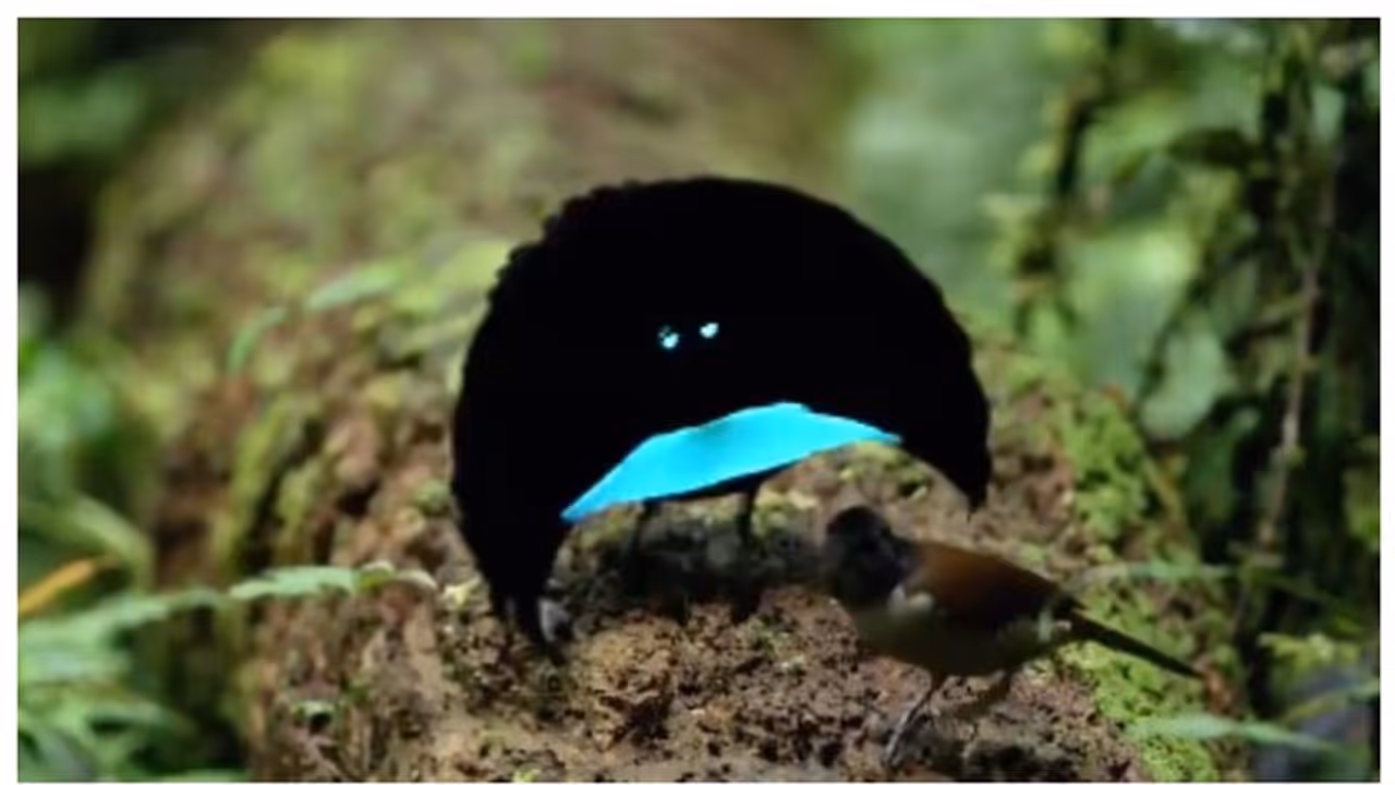 ഇണയ്ക്കായി നൃത്ത വേദിയൊരുക്കി നൃത്തം ചെയ്യും; മനുഷ്യരെ തോൽപ്പിക്കും ഈ കള്ളക്കാമുകൻ