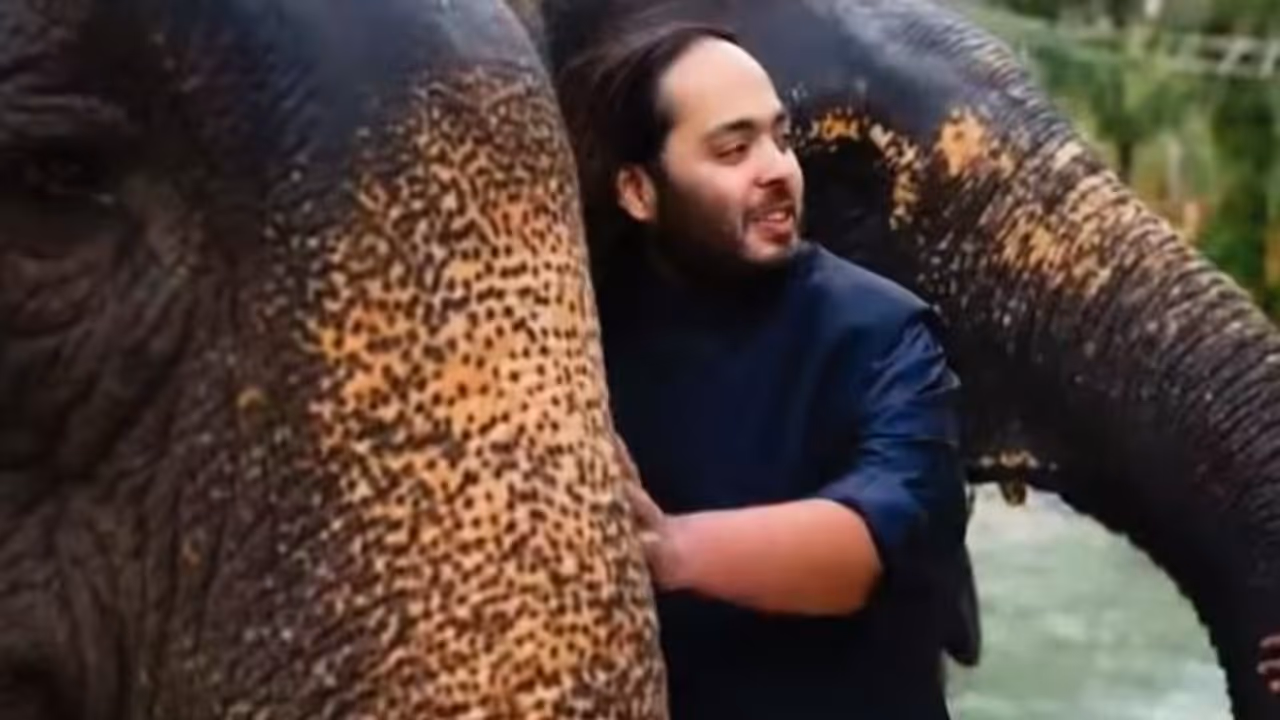 ಭರ್ತಿ 3,000 ಎಕರೆಯಲ್ಲಿದೆ ಅನಂತ್ ಅಂಬಾನಿ ಪ್ರಾಣಿ ಆಶ್ರಯ ಕೇಂದ್ರ 'ವಂತರಾ', ಇಲ್ಲಿರೋ ಆನೆಗಳ ಸಂಖ್ಯೆ ಇಷ್ಟೊಂದಾ? ಭರ್ತಿ 3,000 ಎಕರೆಯಲ್ಲಿದೆ ಅನಂತ್ ಅಂಬಾನಿ ಪ್ರಾಣಿ ಆಶ್ರಯ ಕೇಂದ್ರ 'ವಂತರಾ', ಇಲ್ಲಿರೋ ಆನೆಗಳ ಸಂಖ್ಯೆ ಇಷ್ಟೊಂದಾ?