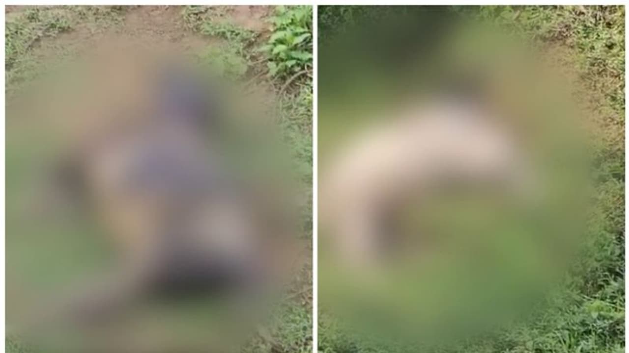 പുൽപ്പള്ളിയിൽ വീണ്ടും കടുവയിറങ്ങിയതായി സംശയം, 2 പശുക്കിടാങ്ങളെ പിടിച്ചു; സ്ഥലത്ത് പരിശോധന നടത്തി വനംവകുപ്പ് പുൽപ്പള്ളിയിൽ വീണ്ടും കടുവയിറങ്ങിയതായി സംശയം, 2 പശുക്കിടാങ്ങളെ പിടിച്ചു; സ്ഥലത്ത് പരിശോധന നടത്തി വനംവകുപ്പ്