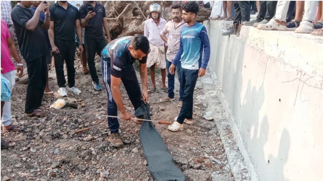 നൂറ് കിലോയോളം ഭാരം; മരക്കുറ്റിയിൽ നിന്നും കൂറ്റൻ പെരുമ്പാമ്പിനെ പിടികൂടി നൂറ് കിലോയോളം ഭാരം; മരക്കുറ്റിയിൽ നിന്നും കൂറ്റൻ പെരുമ്പാമ്പിനെ പിടികൂടി