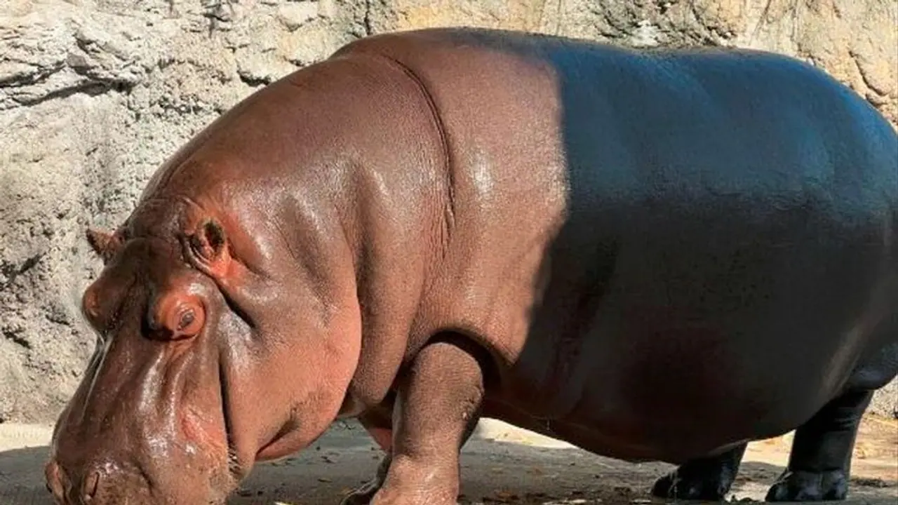 ಇವನು ಅವನಲ್ಲ, ಅವಳು...! 7 ವರ್ಷದ ಬಳಿಕ ಝೂ ಸಿಬ್ಬಂದಿಗೆ ಗೊತ್ತಾಯ್ತು ಸತ್ಯ..! 