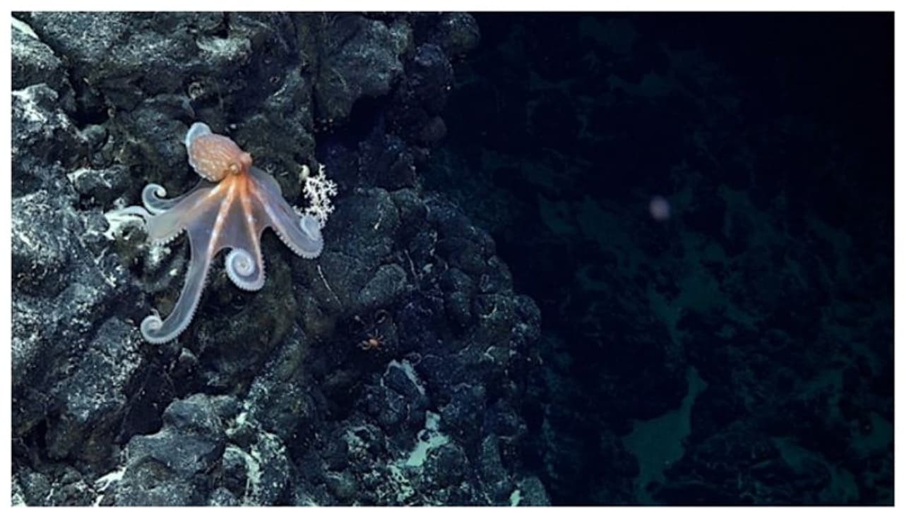 കടലിനടിയിൽ നൂറിലധികം അഗ്നിപർവത കുന്നുകൾ, പുതിയ ജീവിവർ​​​​ഗങ്ങൾ; അത്ഭുതകാഴ്ചയായി ചിലിയന്‍ തീരം 