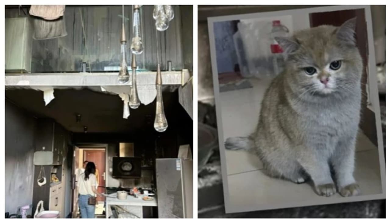 പൂച്ചയുടെ അശ്രദ്ധയിൽ കത്തിനശിച്ചത് വീടിന്‍റെ പാതി; എന്നിട്ടും ഉടമയുടെ കൂസലില്ലായ്മയിൽ അന്തിച്ച് സോഷ്യല്‍ മീഡിയ