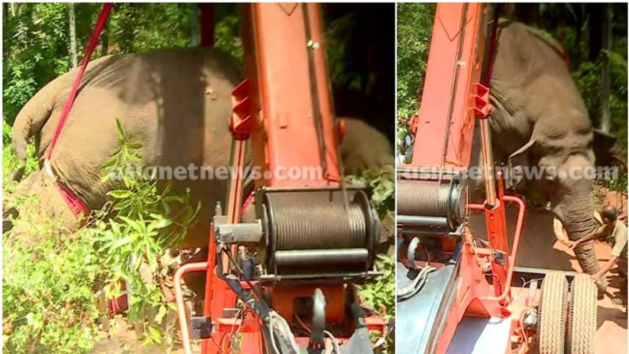 കണ്ടുനിന്നവരുടെയെല്ലാം ചങ്ക് പിടച്ചു; ജീവനറ്റ് ക്രെയിനില് തൂങ്ങിക്കിടന്ന് കൊമ്പൻ വീഡിയോ കണ്ടുനിന്നവരുടെയെല്ലാം ചങ്ക് പിടച്ചു; ജീവനറ്റ് ക്രെയിനില് തൂങ്ങിക്കിടന്ന് കൊമ്പൻ വീഡിയോ