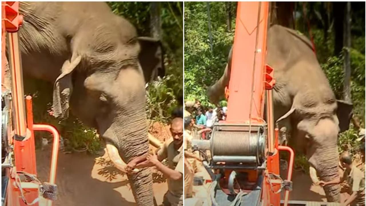 വയനാട്ടിലെ ആ കാട്ടുക്കൊമ്പനും 'കഴുകന്‍ റസ്റ്റോറന്റി'ലേക്കോ? ഉറ്റുനോക്കി ജനം