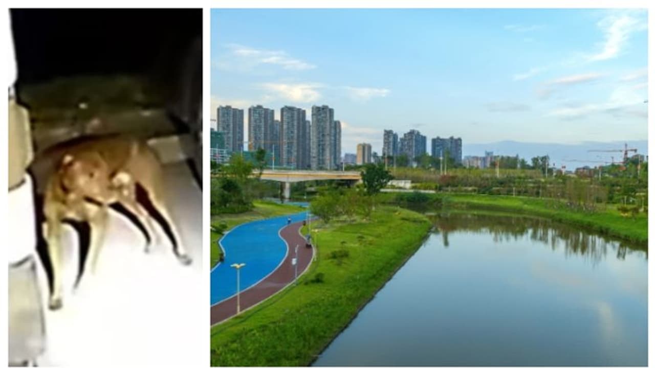 ഉടമ ആത്മഹത്യയ്ക്ക് ശ്രമിച്ചു, പോലീസിനെ വിളിച്ച് വരുത്തി രക്ഷപ്പെടുത്തി വളർത്തുനായ; അഭിനന്ദിച്ച് സോഷ്യൽ മീഡിയ