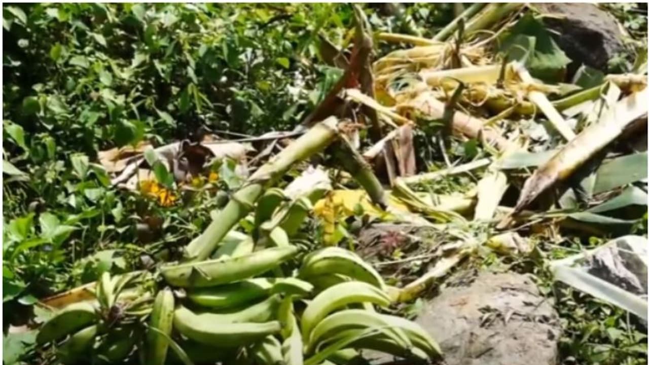 കൃഷി നശിപ്പിച്ചതിനൊപ്പം കുടിവെള്ള പൈപ്പും ചവിട്ടിപ്പൊട്ടിച്ചു; കൊട്ടിയൂരിൽ നാശം വിതച്ച് കാട്ടാനക്കൂട്ടം കൃഷി നശിപ്പിച്ചതിനൊപ്പം കുടിവെള്ള പൈപ്പും ചവിട്ടിപ്പൊട്ടിച്ചു; കൊട്ടിയൂരിൽ നാശം വിതച്ച് കാട്ടാനക്കൂട്ടം