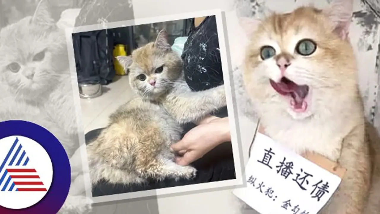 ಬೆಕ್ಕಿಗೆ ಚಲ್ಲಾಟ, ಇಲಿಗೆ ಪ್ರಾಣ ಸಂಕಟ ಅಂತಾರಲ್ಲ ಹಾಗೆ ಮಾರ್ಜಾಲ ಚೇಷ್ಟೆಗೆ 11 ಲಕ್ಷ ನಷ್ಟ! ಬೆಕ್ಕಿಗೆ ಚಲ್ಲಾಟ, ಇಲಿಗೆ ಪ್ರಾಣ ಸಂಕಟ ಅಂತಾರಲ್ಲ ಹಾಗೆ ಮಾರ್ಜಾಲ ಚೇಷ್ಟೆಗೆ 11 ಲಕ್ಷ ನಷ್ಟ!