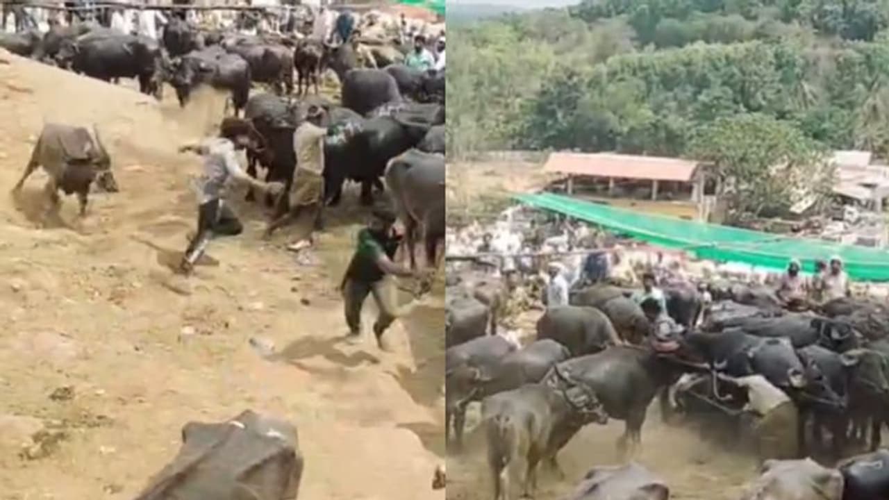 കയർ പിടിച്ച് വലിച്ചതോടെ പ്രകോപിതനായി, ചന്തയിൽ തലങ്ങും വിലങ്ങുമോടി പോത്തിന്റെ ആക്രമണം, നാല് പേർക്ക് പരിക്ക് 