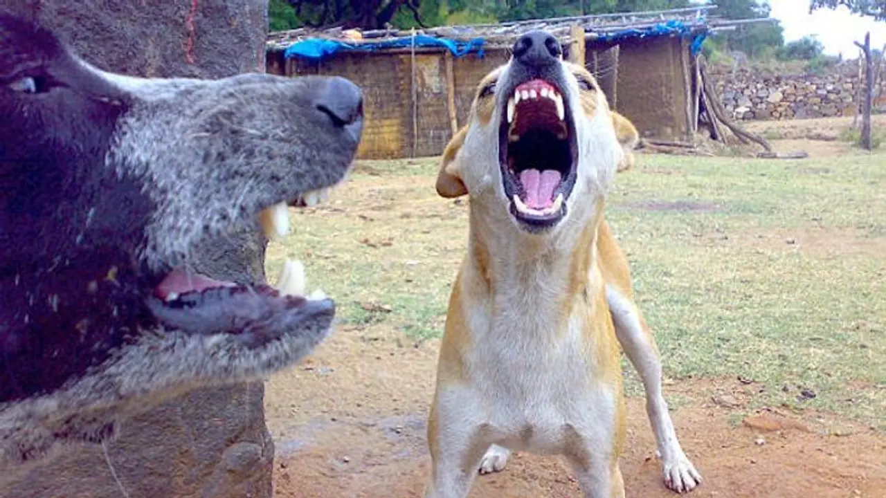 आपके बच्चे पर कभी भी हमला नहीं करेंगे Street Dog...बस फॉलों करे लें ये 9 टिप्स