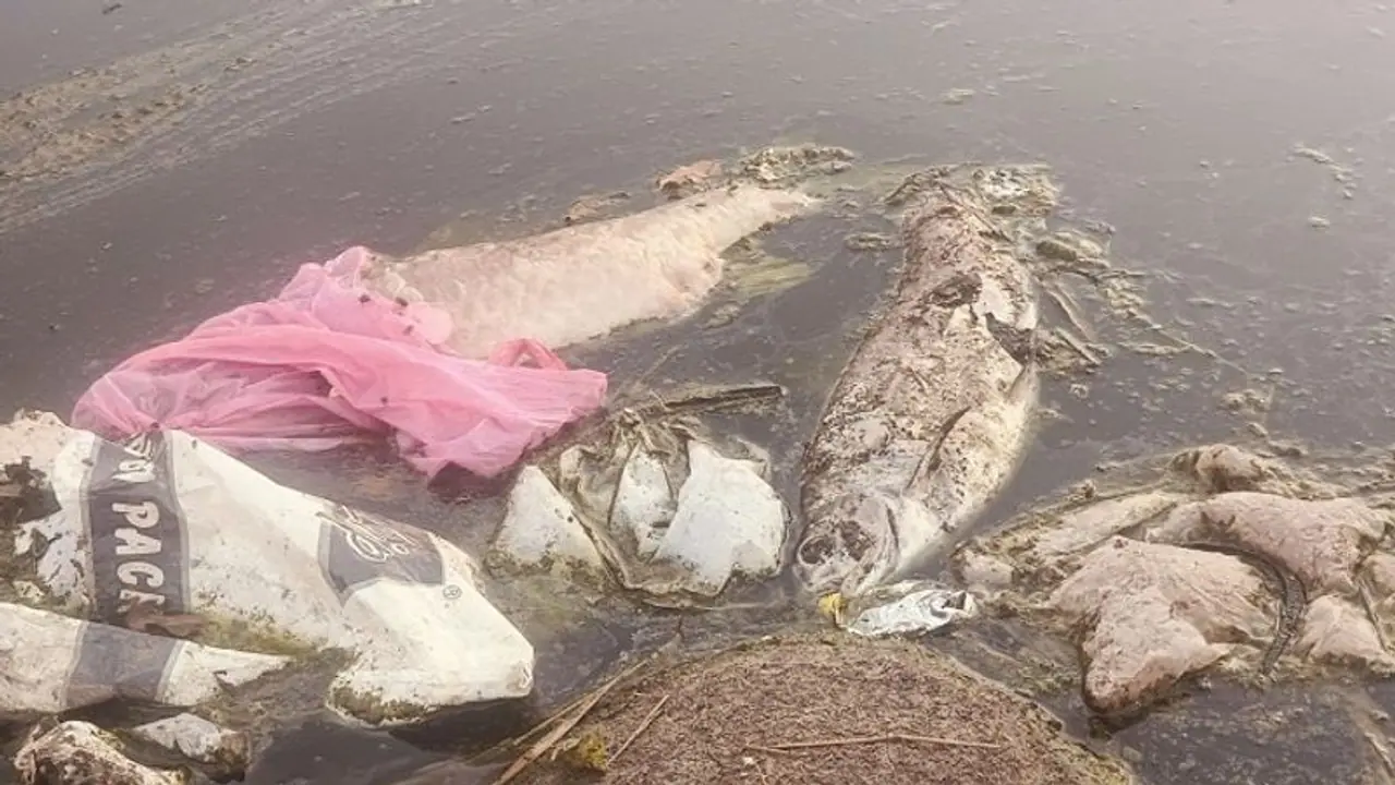 ಕೊಡಗು: ಬರಿದಾದ ಕಾವೇರಿ ಒಡಲು, ನೂರಾರು ಮೀನುಗಳ ಮಾರಣಹೋಮ..! ಕೊಡಗು: ಬರಿದಾದ ಕಾವೇರಿ ಒಡಲು, ನೂರಾರು ಮೀನುಗಳ ಮಾರಣಹೋಮ..!