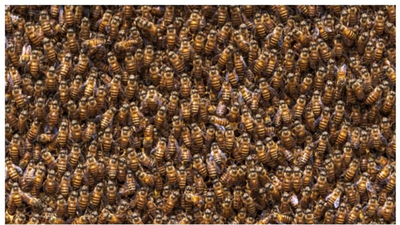 മുറിയില്‍ 'ഭീകര'നുണ്ടെന്ന് മൂന്ന് വയസുകാരി; പരിശോധനയില്‍ കണ്ടെത്തിയത് 60,000 തേനീച്ചകളെ