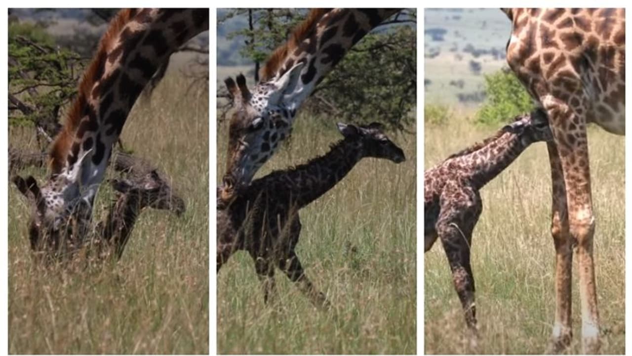 ഈ മനോഹര ലോകത്തേക്ക് സ്വാഗതം...; ജനിച്ച ഉടൻ എഴുന്നേറ്റ് നിൽക്കാൻ ശ്രമിക്കുന്ന ജിറാഫ് കുട്ടിയുടെ വീഡിയോ വൈറൽ 