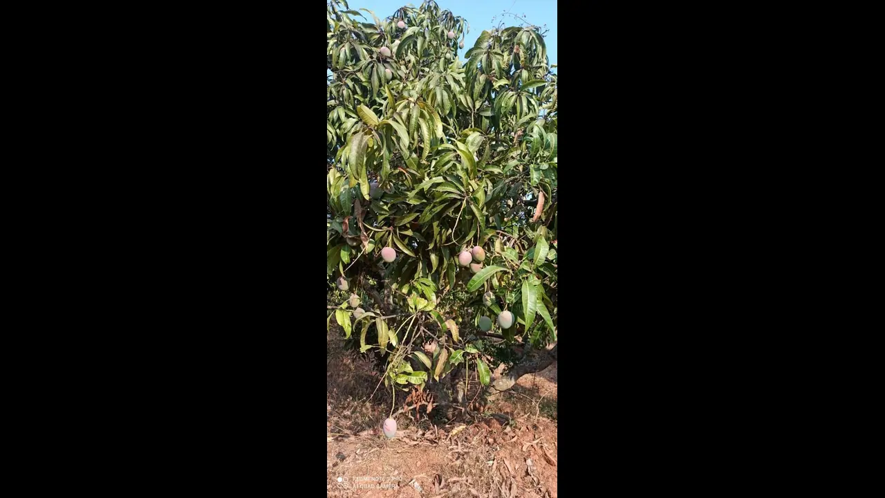  ಮಾವಿನ ಇಳುವರಿ ಜೊತೆಗೆ ಬೆಲೆಯೂ ಕುಸಿತ