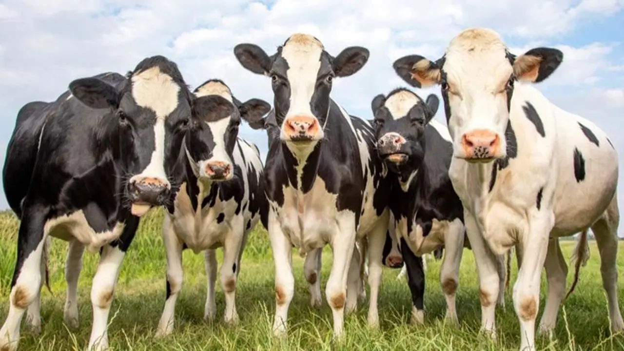 ಬಿರು ಬೇಸಿಗೆ : ನಿಮ್ಮ ಜಾನುವಾರುಗಳನ್ನು ಹೇಗೆ ಕೇರ್ ಮಾಡಬೇಕು..? ಬಿರು ಬೇಸಿಗೆ : ನಿಮ್ಮ ಜಾನುವಾರುಗಳನ್ನು ಹೇಗೆ ಕೇರ್ ಮಾಡಬೇಕು..?