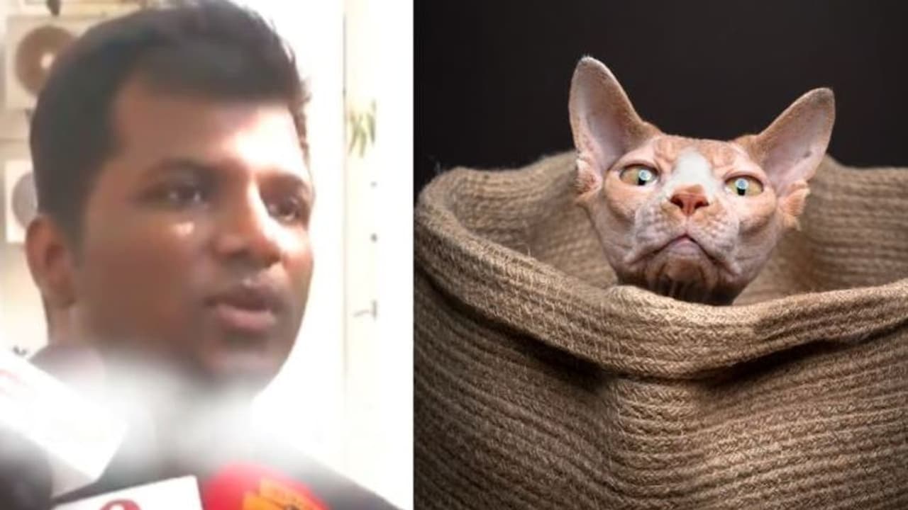 ರಸ್ತೆ ಬದೀಲಿರೋ ಬೆಕ್ಕನ್ನು ಗೋಣಿಚೀಲದಲ್ಲಿ ತುಂಬಿ ಬಿರಿಯಾನಿ ಹೊಟೇಲ್ಗೆ ಸಪ್ಲೈ ಮಾಡ್ತಾರಂತೆ! ರಸ್ತೆ ಬದೀಲಿರೋ ಬೆಕ್ಕನ್ನು ಗೋಣಿಚೀಲದಲ್ಲಿ ತುಂಬಿ ಬಿರಿಯಾನಿ ಹೊಟೇಲ್ಗೆ ಸಪ್ಲೈ ಮಾಡ್ತಾರಂತೆ!