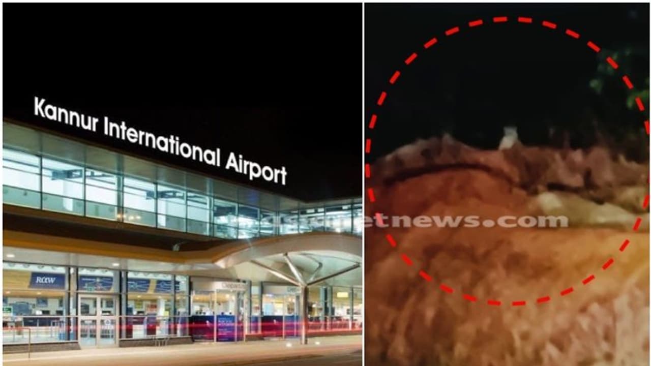 കണ്ണൂർ വിമാനത്താവള പരിസരത്ത് വന്യജീവിയുടെ സാന്നിധ്യം, പാതി തിന്ന നിലയിൽ നായയുടെ ജഡവും കണ്ടെത്തി