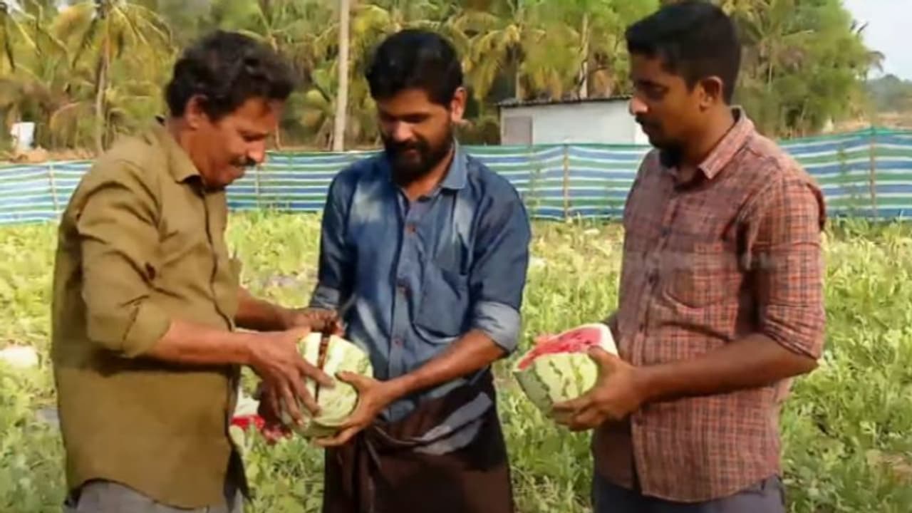 പാലക്കാട്ടെ പൊള്ളും ചൂടിൽ നൂറുമേനി, ഇത് മൂന്ന് കൂട്ടുകാരുടെ വിജയഗാഥ; തണ്ണിശ്ശേരിയിലെ തണ്ണിമത്തൻ കാഴ്ചകൾ