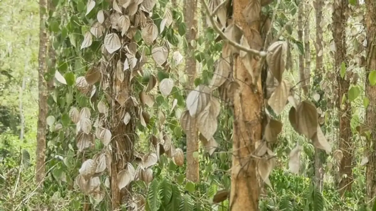 Karnataka's Kodagu suffers drought: Crops go dry, farmers express plight as temperature reaches 38 degrees