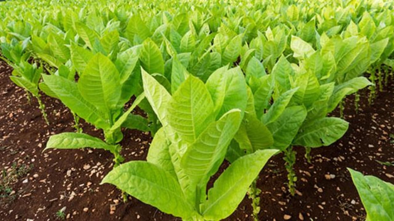 ಗಗನಕ್ಕೆ ಹೋಗುತ್ತಿರುವ ತಂಬಾಕಿನ ಬೆಲೆ, ಉತ್ಪಾದನೆ ಇಳಿಮುಖ ಗಗನಕ್ಕೆ ಹೋಗುತ್ತಿರುವ ತಂಬಾಕಿನ ಬೆಲೆ, ಉತ್ಪಾದನೆ ಇಳಿಮುಖ