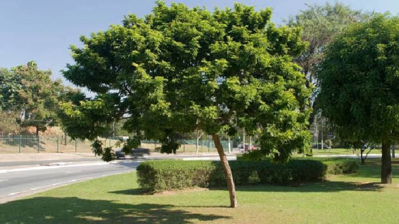 ബ്രസീലിന് പേര് നൽകിയത് ദേ ഈ മരമാണ്, കട്ടുകട്ട് ഇപ്പോൾ കാണാനേയില്ലാത്ത അവസ്ഥ