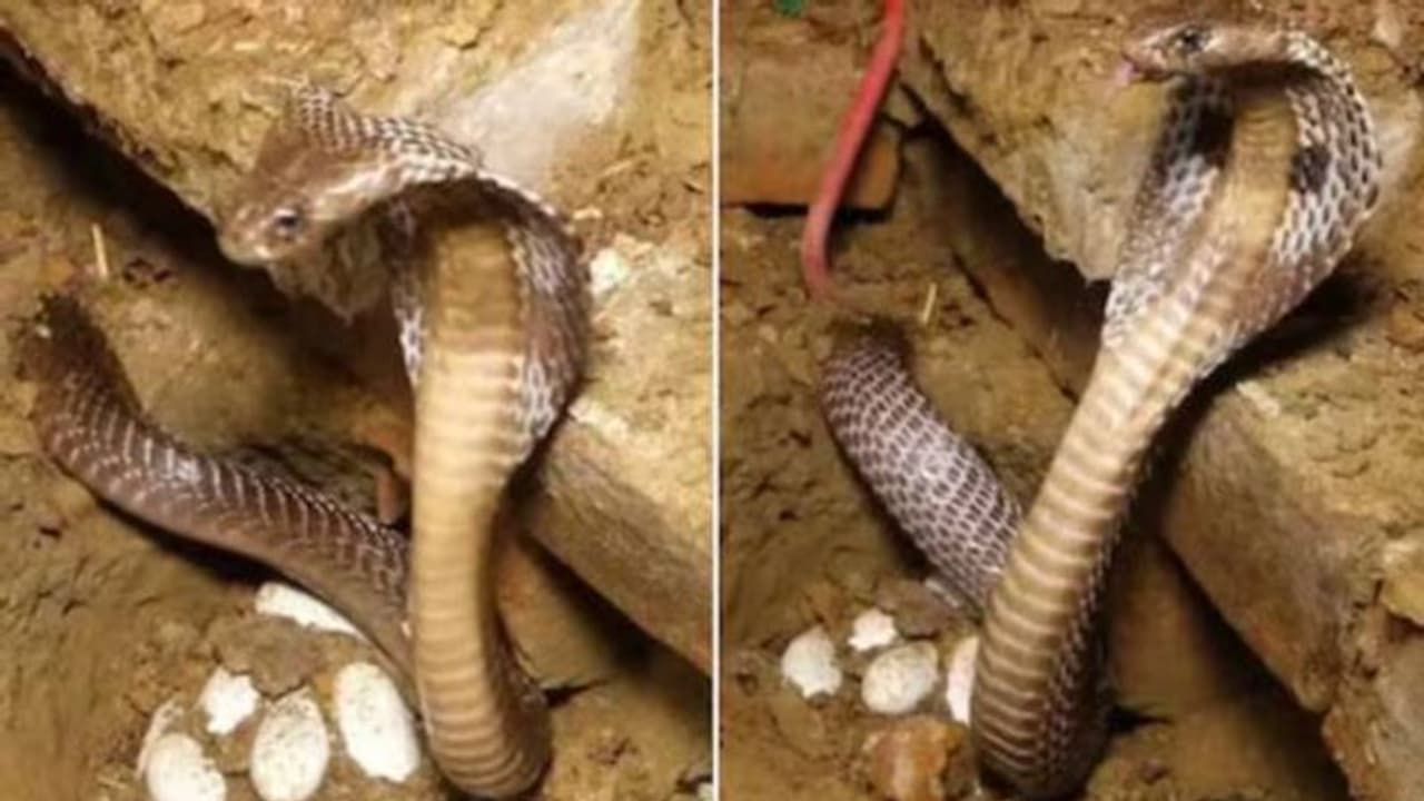 മുട്ടകൾ തൊട്ടുപോകരുത്, പത്തിവിരിച്ച് നാക്ക് നീട്ടി മൂർഖൻ, വീഡിയോ വൈറൽ