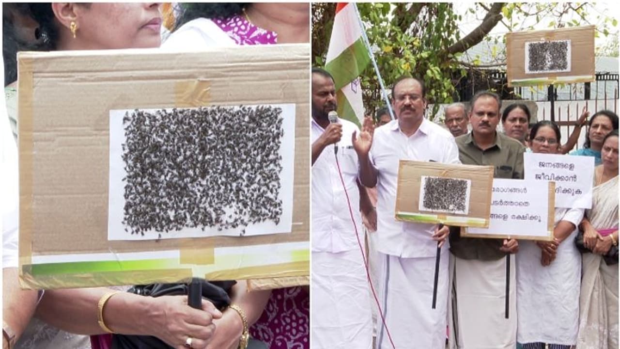 പശ വച്ച് പിടിച്ച ഈച്ചകളുമായി ഒരു സമരം; വ്യത്യസ്തമായ പ്രതിഷേധം തൃശൂര് കുര്യച്ചിറയില് പശ വച്ച് പിടിച്ച ഈച്ചകളുമായി ഒരു സമരം; വ്യത്യസ്തമായ പ്രതിഷേധം തൃശൂര് കുര്യച്ചിറയില്