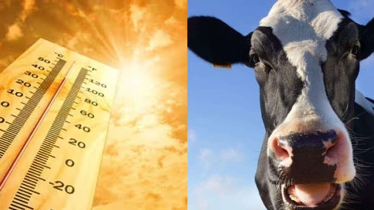 കൊടുംചൂടിൽ വളര്‍ത്തു മൃഗങ്ങള്‍ക്കും രക്ഷയില്ല! സൂര്യാഘാതമേറ്റ് ചത്തത് 497 കറവപ്പശുക്കള്‍; ജാഗ്രതാ നിർദേശം