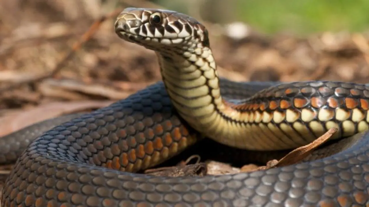 പാമ്പുകടിയേറ്റ് യുവാവ് മരിച്ചു; രണ്ടു ദിവസത്തിലധികമായി ​മൃതദേഹം ​ഗം​ഗയിൽ മുക്കി കുടുംബം