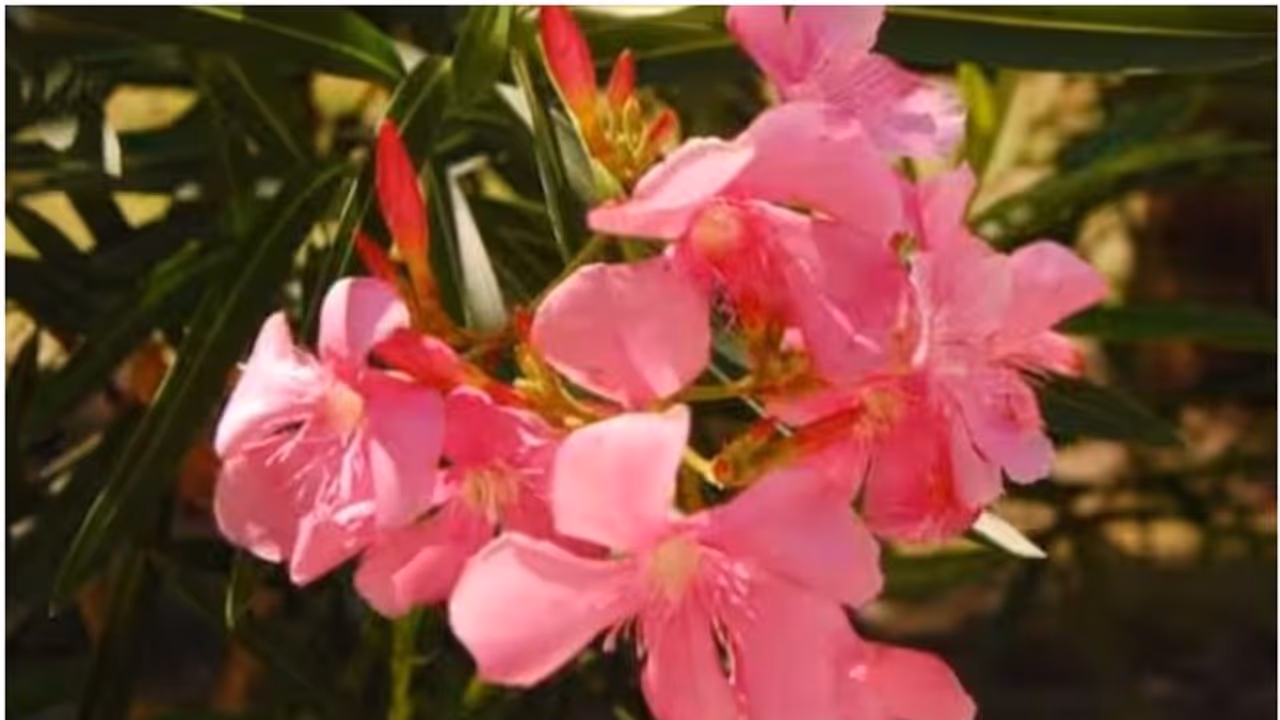 അരളിപ്പൂവിന് തത്കാലം വിലക്കില്ല; വിഷാംശം ഉണ്ടെന്ന് റിപ്പോർട്ട് കിട്ടിയിട്ടില്ലെന്ന് തിരു. ദേവസ്വം ബോർഡ് അരളിപ്പൂവിന് തത്കാലം വിലക്കില്ല; വിഷാംശം ഉണ്ടെന്ന് റിപ്പോർട്ട് കിട്ടിയിട്ടില്ലെന്ന് തിരു. ദേവസ്വം ബോർഡ്