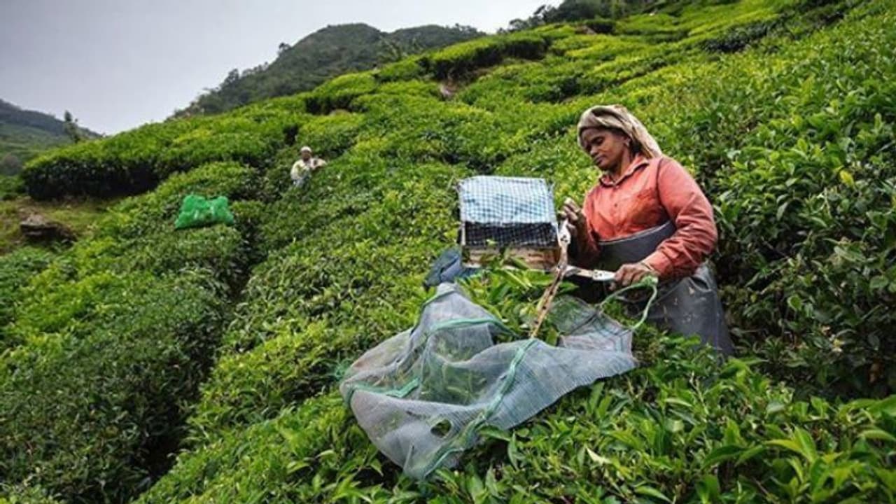  'ഉത്തരവ് ഹൈറേഞ്ച് മേഖലയ്ക്കും ബാധകം, ആരെയും ഒഴിവാക്കിയിട്ടില്ല'; കടുപ്പിച്ച് ലേബര്‍ കമ്മീഷണര്‍