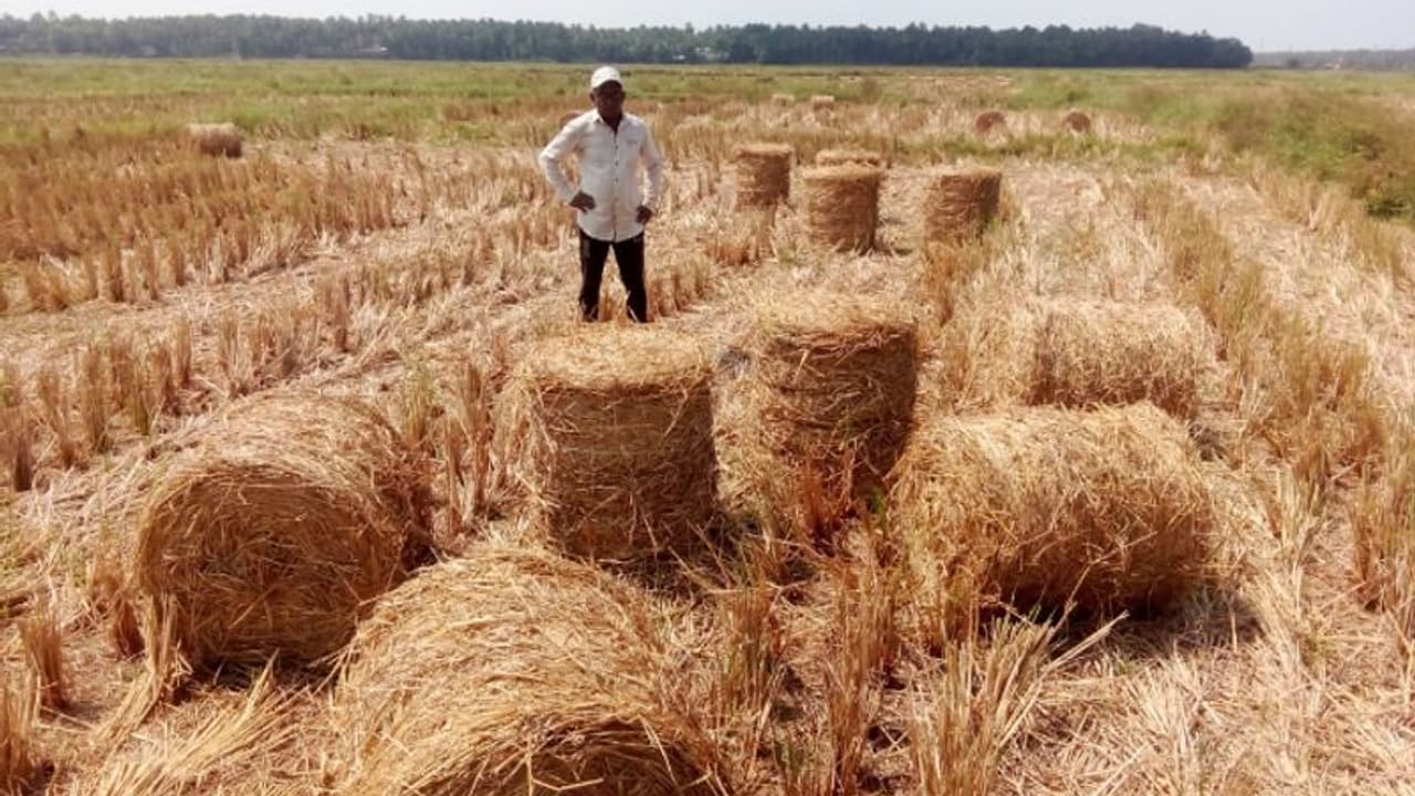 ചൂട് ചതിച്ചു, ക്ഷീര കർഷകർക്കും വേണ്ട; കൊയ്ത്തു കഴിഞ്ഞ പാടങ്ങളിൽ വൈക്കോല് കെട്ടിക്കിടക്കുന്നു ചൂട് ചതിച്ചു, ക്ഷീര കർഷകർക്കും വേണ്ട; കൊയ്ത്തു കഴിഞ്ഞ പാടങ്ങളിൽ വൈക്കോല് കെട്ടിക്കിടക്കുന്നു