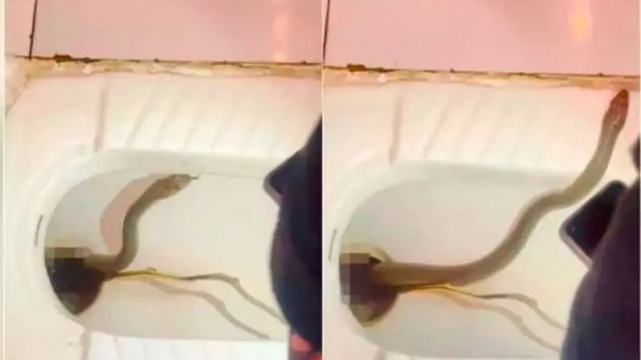 ಅರ್ಜೆಂಟ್ ಅಂತ ಓಡೋಗಿ ಕೂರೋ ಮೊದಲೊಮ್ಮೆ ಕಣ್ ಬಿಟ್ಟು ನೋಡಿ: ಟಾಯ್ಲೆಟ್ ಬೇಸಿನ್ನಲ್ಲಿತ್ತು ಹಾವು! ಅರ್ಜೆಂಟ್ ಅಂತ ಓಡೋಗಿ ಕೂರೋ ಮೊದಲೊಮ್ಮೆ ಕಣ್ ಬಿಟ್ಟು ನೋಡಿ: ಟಾಯ್ಲೆಟ್ ಬೇಸಿನ್ನಲ್ಲಿತ್ತು ಹಾವು!