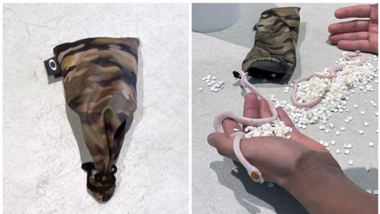 യാത്രക്കാരന്‍റെ പാന്‍റിനുള്ളിലെ ചെറിയ ബാഗ്, സംശയം തോന്നി തുറന്നു; ഞെട്ടൽ, കടത്താൻ ശ്രമിച്ചത് ചെറിയ പാമ്പുകളെ