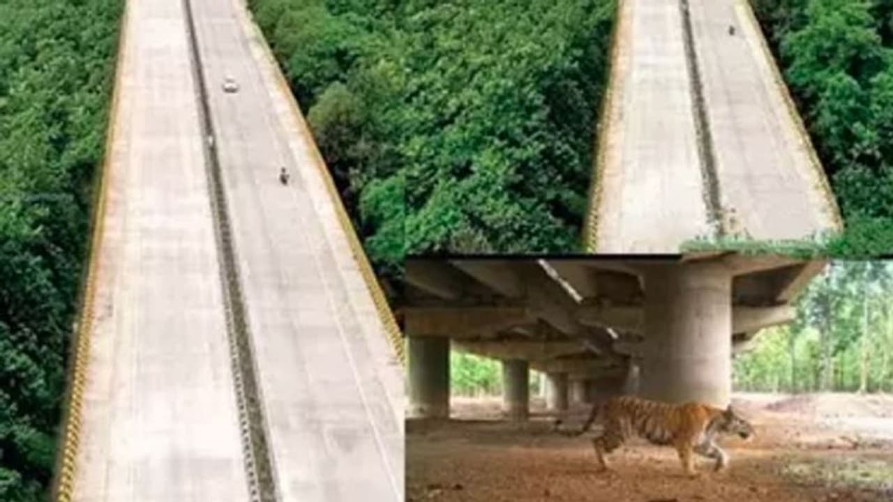 ಹುಲಿ ಸಂರಕ್ಷಿತ ಪ್ರದೇಶದ ಮೂಲಕ ಹೆದ್ದಾರಿ, ಉದ್ಯಮಿ ಆನಂದ್ ಮಹೀಂದ್ರಾ ಶೇರ್ ಮಾಡಿದ ಫೋಟೋ ವೈರಲ್ ಹುಲಿ ಸಂರಕ್ಷಿತ ಪ್ರದೇಶದ ಮೂಲಕ ಹೆದ್ದಾರಿ, ಉದ್ಯಮಿ ಆನಂದ್ ಮಹೀಂದ್ರಾ ಶೇರ್ ಮಾಡಿದ ಫೋಟೋ ವೈರಲ್