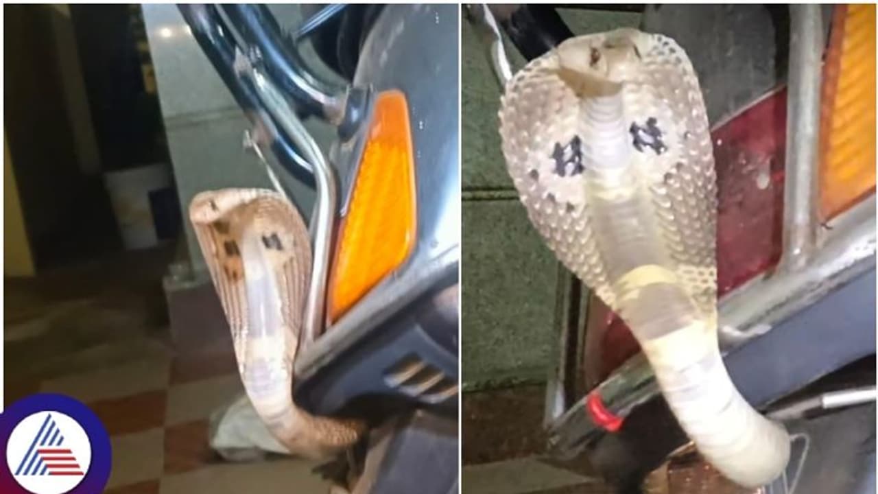 ಬುಸ್ ಬುಸ್ ನಾಗಪ್ಪ ಎಲ್ಲಿದ್ದೀಯಪ್ಪಾ..? ಬಿಸಿಲಿನ ತಾಪ ತಾಳಲಾರದೇ ನಿನ್ ಸ್ಕೂಟರ್ ಸೀಟ್ ಕೆಳಗೆ ಕೂತಿದ್ದೀನಪ್ಪಾ..