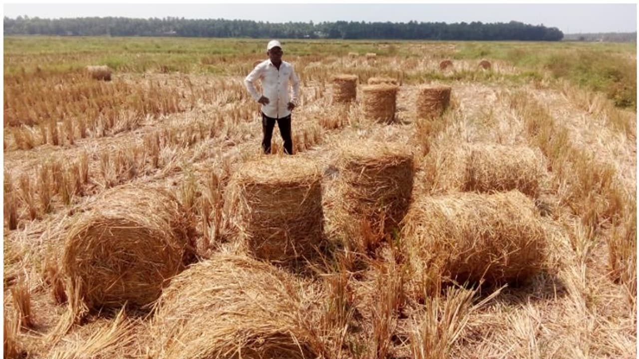 കെട്ടൊന്നിന് 30 നൽകി; എടുക്കാനാളില്ലാതെ പാടത്ത് കെട്ടിക്കിടന്ന് നാലായിരത്തിലധികം വൈക്കോൽ കെട്ടുകൾ കെട്ടൊന്നിന് 30 നൽകി; എടുക്കാനാളില്ലാതെ പാടത്ത് കെട്ടിക്കിടന്ന് നാലായിരത്തിലധികം വൈക്കോൽ കെട്ടുകൾ
