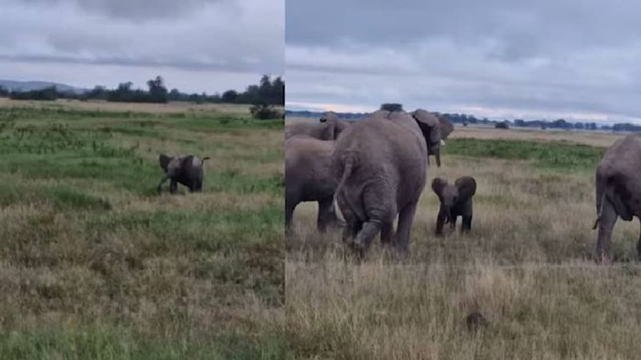 'അമ്മേ, അമ്മേ, അയ്യോ എന്റെ അമ്മ എവിടെയാണ്'; ഹൃദയം കവർന്ന് കുട്ടിയാനയുടെ വീഡിയോ 'അമ്മേ, അമ്മേ, അയ്യോ എന്റെ അമ്മ എവിടെയാണ്'; ഹൃദയം കവർന്ന് കുട്ടിയാനയുടെ വീഡിയോ