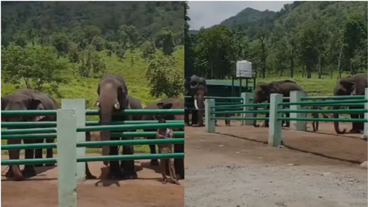 കലീമും ചിന്നത്തമ്പിയും കാവേരിയും സഞ്ചുവും ദേവിയും; കടുത്ത ചൂട് കാരണം വാൽപ്പാറയിലേക്ക് മാറ്റി കലീമും ചിന്നത്തമ്പിയും കാവേരിയും സഞ്ചുവും ദേവിയും; കടുത്ത ചൂട് കാരണം വാൽപ്പാറയിലേക്ക് മാറ്റി