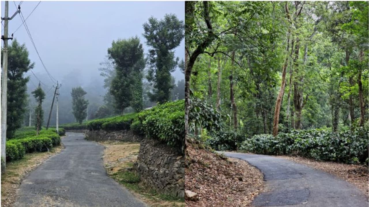 ഈ കൊടും ചൂടിലും ഇങ്ങനെയൊരു സ്ഥലം, 6മുതല് 10 ഡിഗ്രിവരെ ചൂട് കുറവ്, കോടമഞ്ഞ്, അതും കേരളത്തില് ഈ കൊടും ചൂടിലും ഇങ്ങനെയൊരു സ്ഥലം, 6മുതല് 10 ഡിഗ്രിവരെ ചൂട് കുറവ്, കോടമഞ്ഞ്, അതും കേരളത്തില്