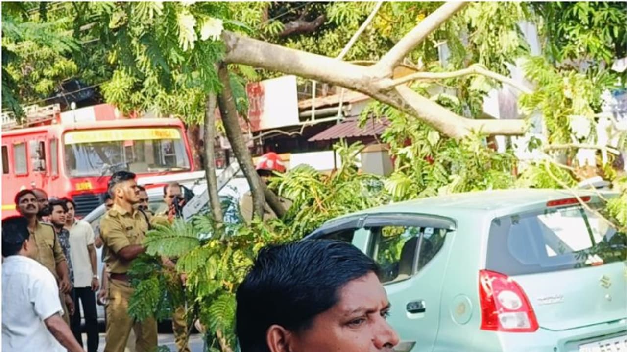 ഓടിക്കൊണ്ടിരുന്ന കാറിന് മുകളില്‍ വലിയ മരക്കൊമ്പ് പൊട്ടിവീണു, രക്ഷപ്പെട്ടത് തലനാരിഴയ്ക്ക്, ഗതാഗതം തടസ്സപ്പെട്ടു