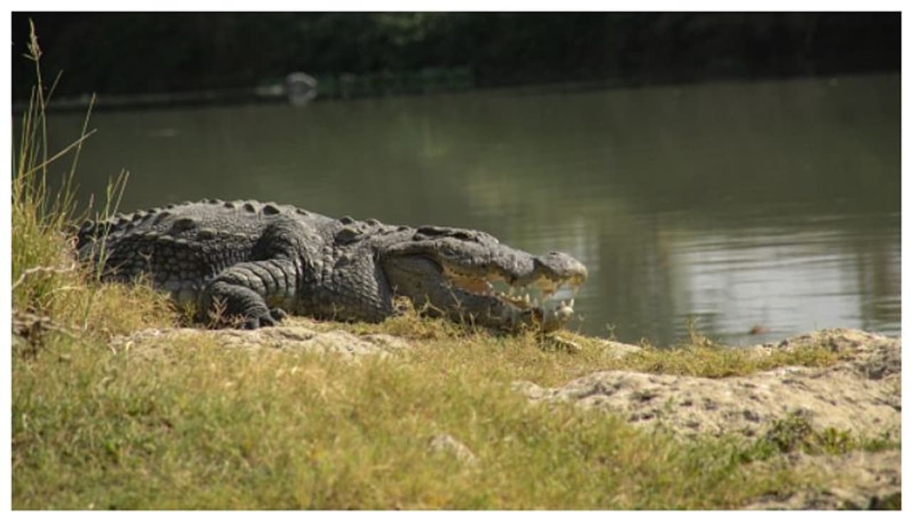 ജീവന് ഭീഷണി; കൂറ്റൻ മുതലയെ കൊന്ന് കറിവച്ച്, സദ്യയൊരുക്കി നാട്ടുകാരും പോലീസും 