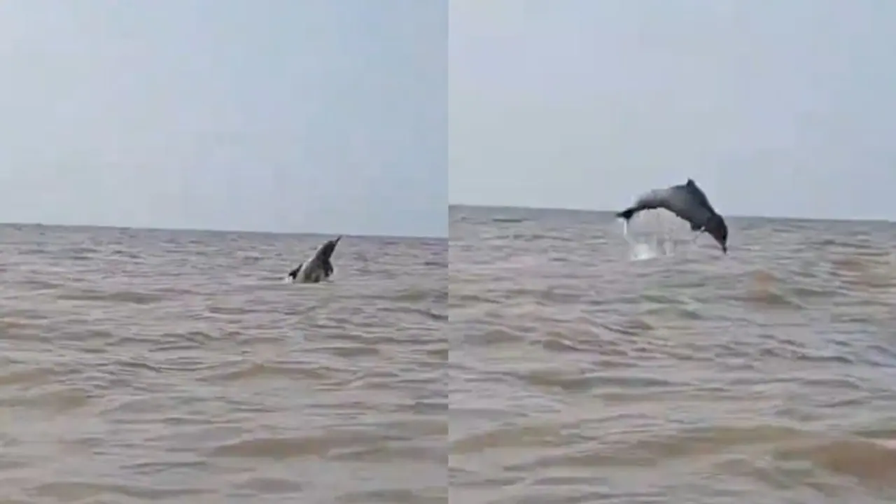 Dolphin playing in Juhu Beach: Watch wholesome video of dolphin jumping in Mumbai's sea water