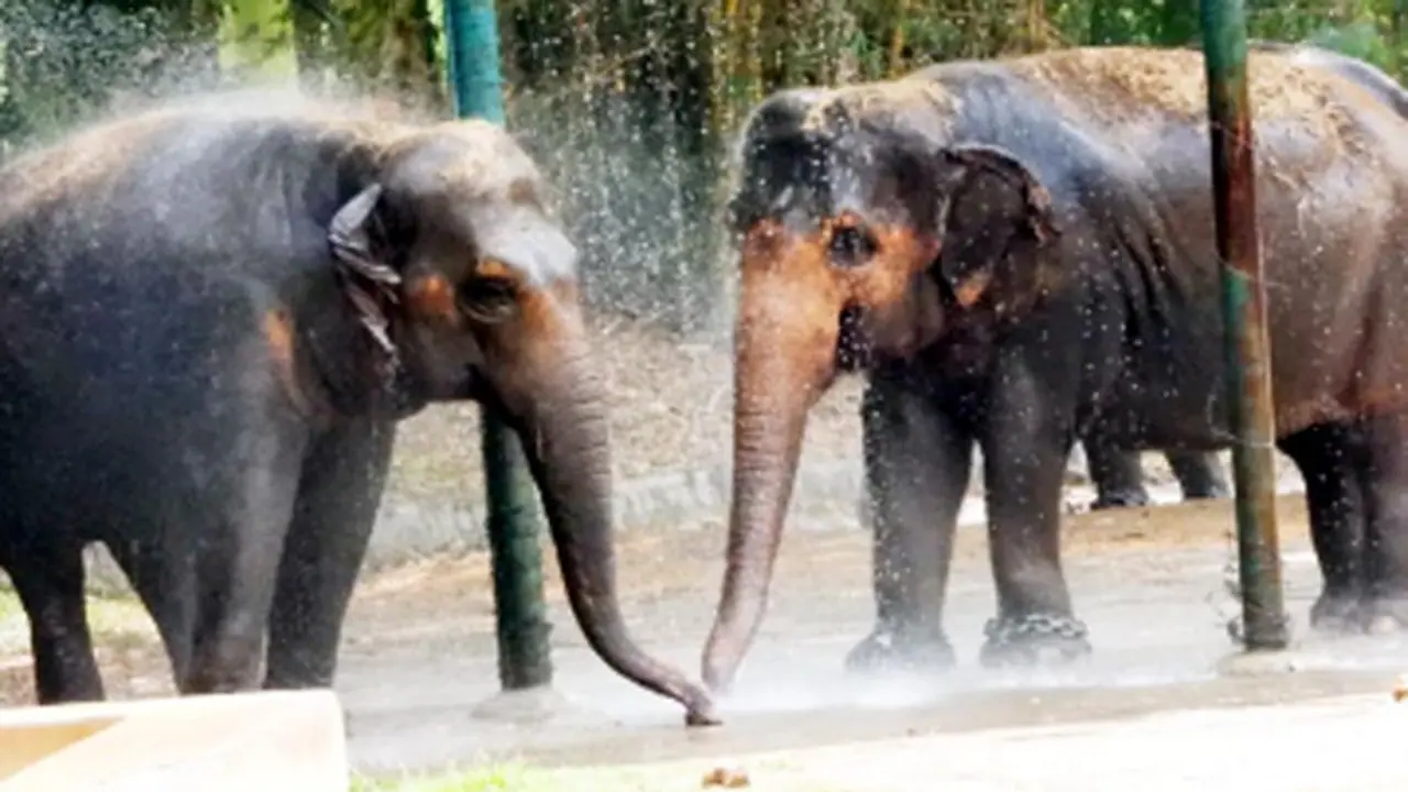 Karnataka: Mysuru zoo installs water jets, sprinklers to keep animals cool during sweltering temperatures