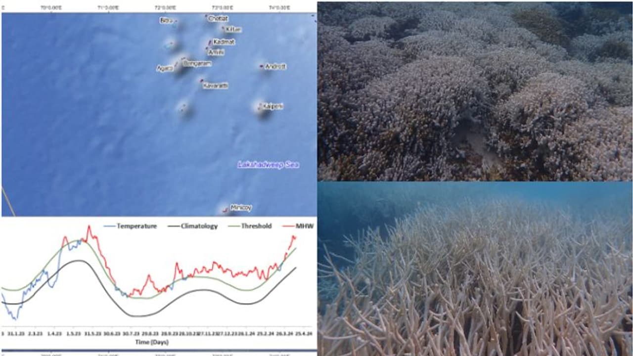 ലക്ഷദ്വീപിലെ മഹാവിസ്മയം നശിക്കുന്നു, വെളുക്കുന്നത് അമൂല്യ ജൈവവൈവിധ്യ കലവറ, കാരണം കടലിലെ ഉഷ്ണതരംഗം