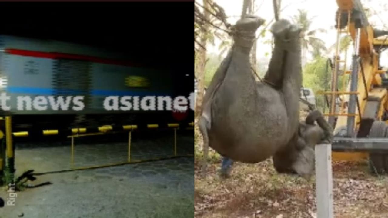 കഞ്ചിക്കോട് മേഖലയിൽ 2 വർഷത്തിനിടെ ട്രെയിൻ തട്ടി ചരിഞ്ഞത് മൂന്ന് കാട്ടാനകൾ കഞ്ചിക്കോട് മേഖലയിൽ 2 വർഷത്തിനിടെ ട്രെയിൻ തട്ടി ചരിഞ്ഞത് മൂന്ന് കാട്ടാനകൾ