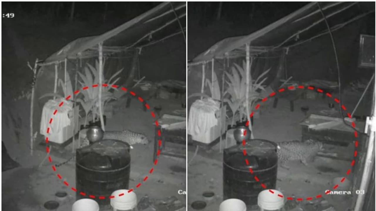 വളര്ത്തുനായയെ പുലി പിടിച്ചുകൊണ്ടുപോയി; വീഡിയോ വളര്ത്തുനായയെ പുലി പിടിച്ചുകൊണ്ടുപോയി; വീഡിയോ